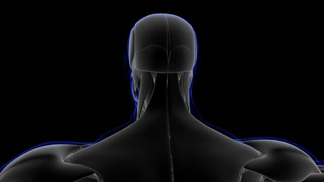 Mentalis Muscle Anatomy For Medical Concept Loopable 3D Illustration