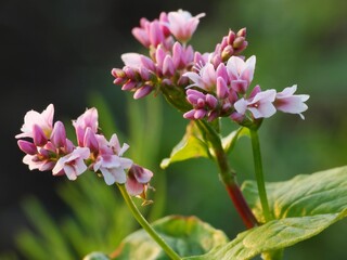 A wildflower is a flower that grows in the wild, meaning it was not intentionally seeded or...