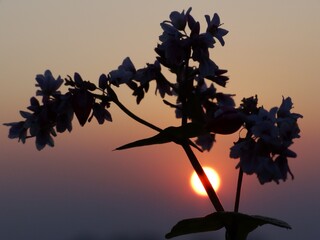 A wildflower is a flower that grows in the wild, meaning it was not intentionally seeded or...