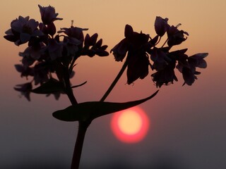 A wildflower is a flower that grows in the wild, meaning it was not intentionally seeded or...