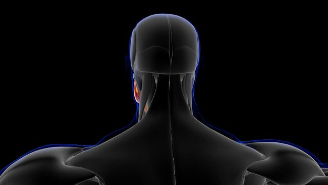 Masseter Superficial Muscle Anatomy For Medical Concept Loopable 3D Illustration