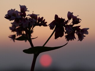 A wildflower is a flower that grows in the wild, meaning it was not intentionally seeded or...