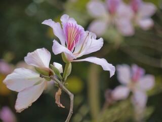 A wildflower is a flower that grows in the wild, meaning it was not intentionally seeded or...