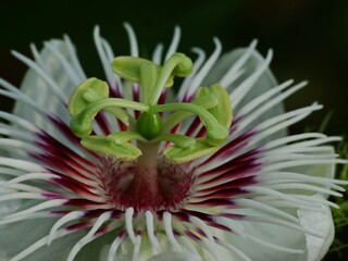 A wildflower is a flower that grows in the wild, meaning it was not intentionally seeded or...