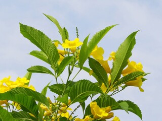 A wildflower is a flower that grows in the wild, meaning it was not intentionally seeded or...