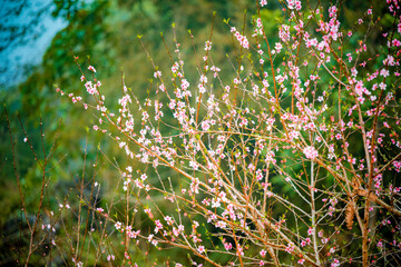 Japanese peach blossom (Nhat Tan Blossom) on blur background