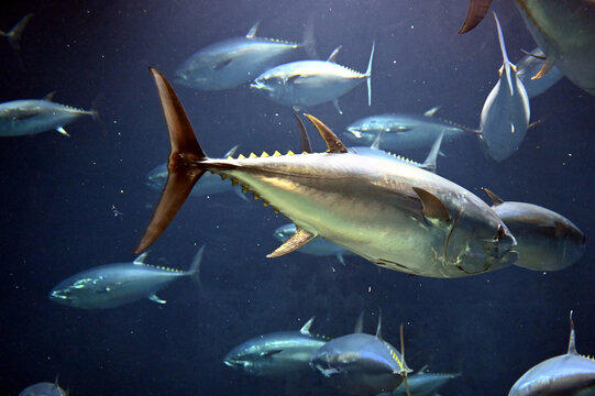 117 Best クロマグロ Images Stock Photos Vectors Adobe Stock