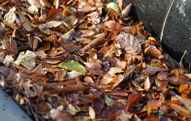 fallen autumn leaves