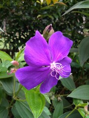 melastoma malabathricum malabar melastome blooming