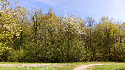 Hiking path in the Palaiseau forest