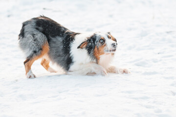 Australian shepherd lying and playing in winter forest. Frozen plants.