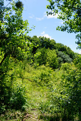 Fototapeta na wymiar hill of the Palaiseau forest in the Grand Paris area