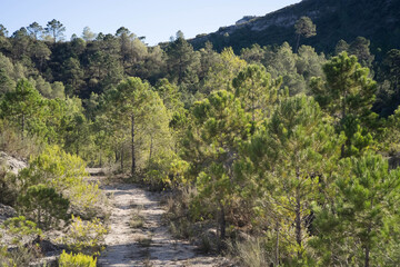 Fototapeta na wymiar A forest track near a hill