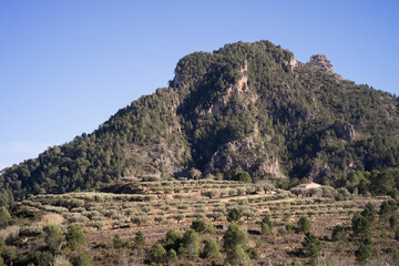 Fototapeta na wymiar An olive tree garden at the foot of a mountain