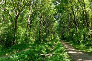 Hiking path in the Palaiseau forest