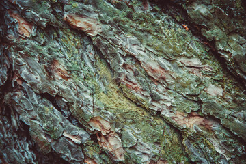 extured emerald bark of old pine