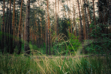 Obraz premium green, emerald and dry grass against the background of a pine forest