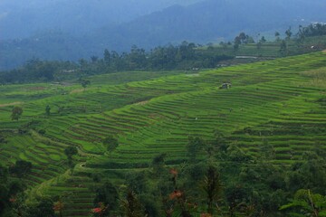 The Wonderful Green Rice Field 