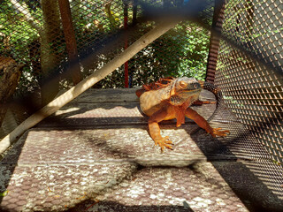 Lguanas or the American Iguanas is a Reptile in the zoo in the rays of sunlight. Selective focus. Blurred.