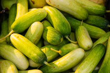Cucumber Vegetables from Thailand Southeast Asia