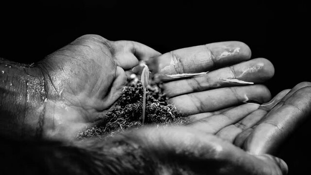 Plant birth in the hands of farmer. concept of life and growth. the land that gives life in black and white