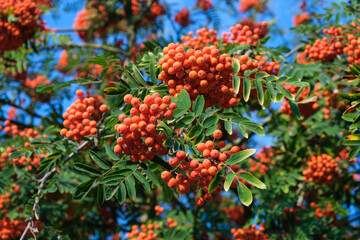 Leuchtend rote Früchte / Vogelbeeren an einer Eberesche (lat.: Sorbus aucuparia) vor einem blauen Himmel