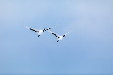 タンチョウヅルのつがい