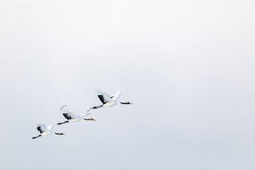 タンチョウヅルの家族