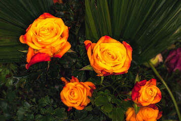 Close-up of a mixed bouquet of roses,summer flowers background.