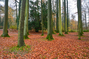 Bois en automne