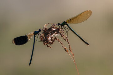 Two Damselflys Calopteryx splendens (male and female) on a dry plant in the early autumn morning in...