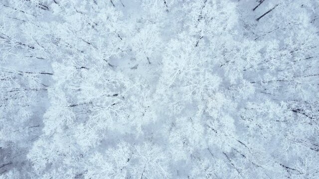 overhead top view of snowed winter forest