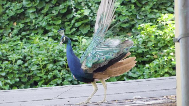 A male peacock shows his extended tail and feeds off the ground in a rural area - closeup