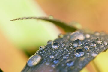 Rosée du matin sur une herbe