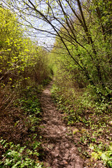 Fototapeta na wymiar Hiking path in the Palaiseau forest