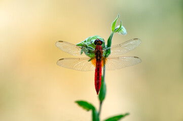 Early in the morning dragonfly on a blade of grass dries its wings from dew under the first rays of the sun before flight