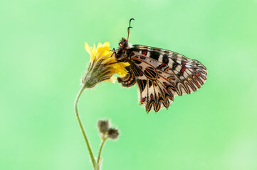 Fototapeta na wymiar butterfly Zerynthia Polyxena on field flower on a summer day in a garden