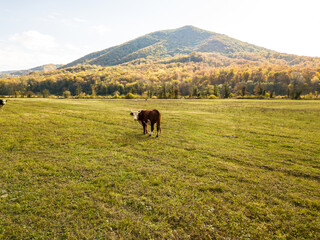 bull on pasture in autumn. cattle in field. livestock and farming.