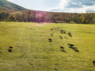 cows graze on pasture in autumn. cattle in the field. livestock and farming.