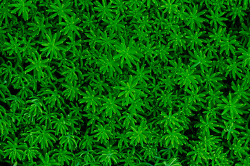 Green fresh abstract and tuxtured leaves background of small trees.