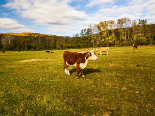 bull. cows graze on pasture in autumn. cattle in field. livestock and farming.