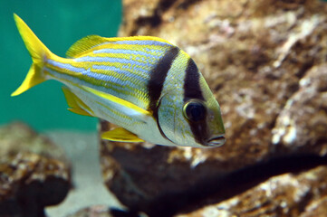 黄色の縞が可愛いポークフィッシュの子供が泳ぐ姿