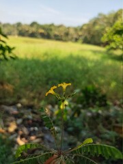 nature beauty.