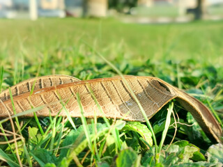closeup of dried leaf and grassy background