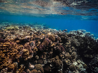 coral world near the surface in the red sea
