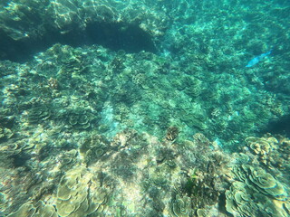 coral reef with fish