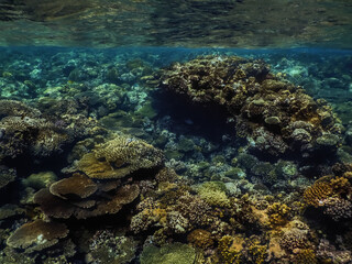 beautiful large corals just under the surface in the red sea