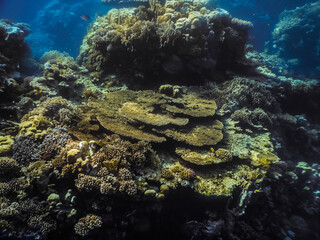 huge stone corals on the bottom of the red sea while diving