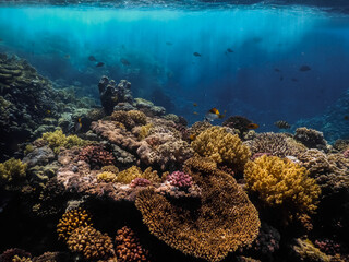 Fototapeta na wymiar strong current in colorful underwater world in the red sea