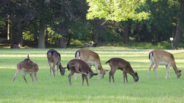 A herd of fallow deer grazes in a meadow by a forest on a sunny day